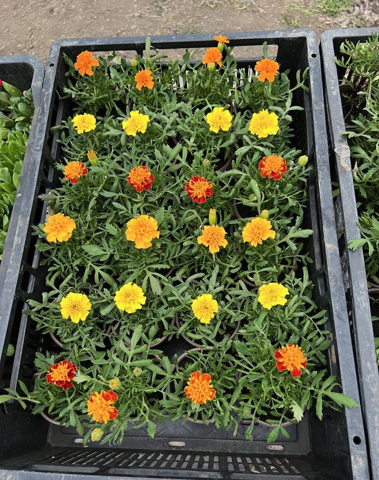 Flori de vanzare