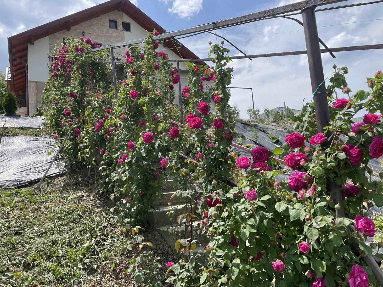 Flori trandafiri dulceață