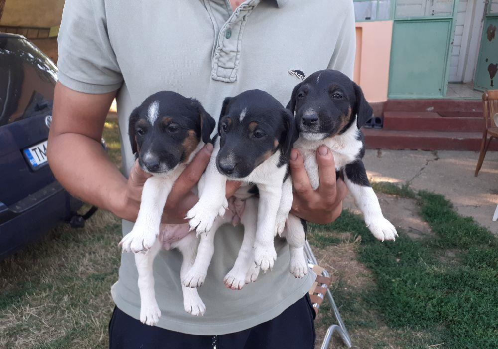 Fox terrier cu păr scurt