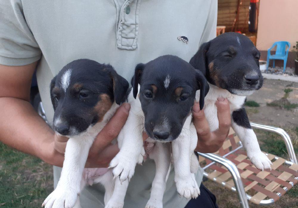 Fox terrier cu păr scurt
