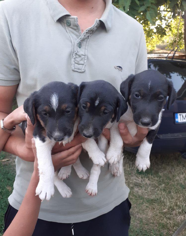 Fox terrier cu păr scurt