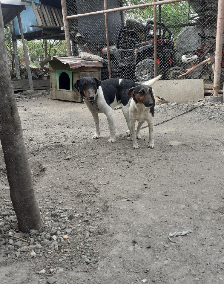Fox terrier cu păr scurt