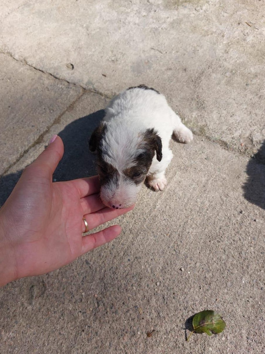 Fox Terrier de vânzare