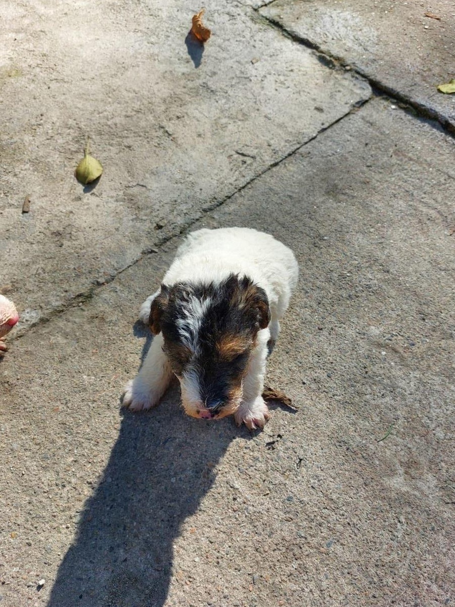 Fox Terrier de vânzare