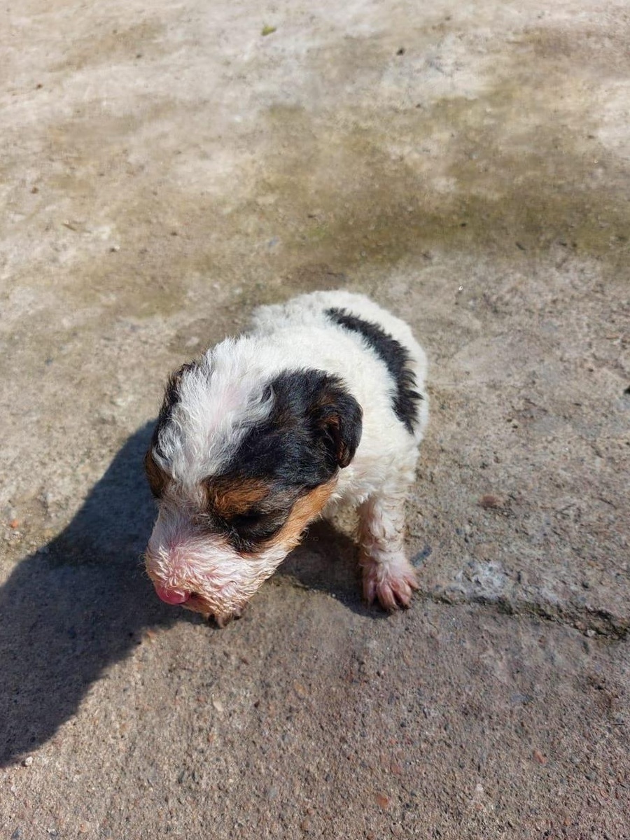 Fox Terrier de vânzare