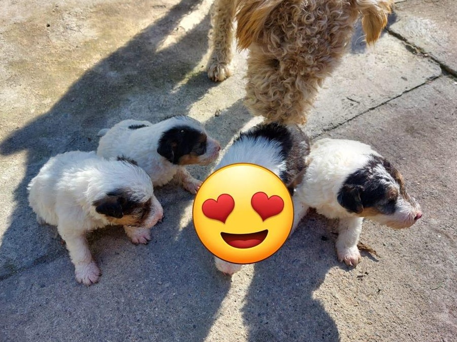 Fox Terrier de vânzare