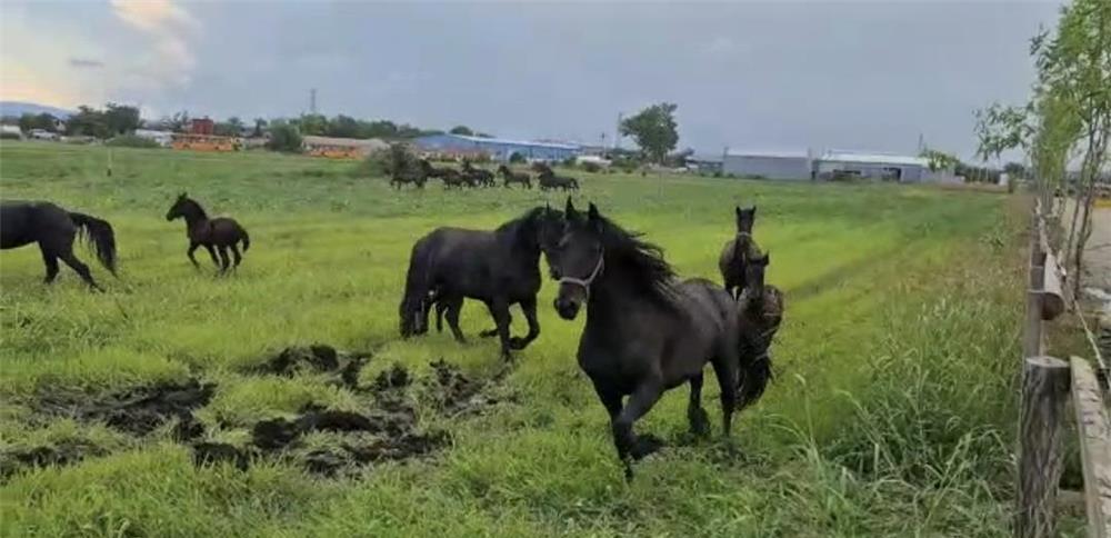 Friesian de vanzare ( Frizon)