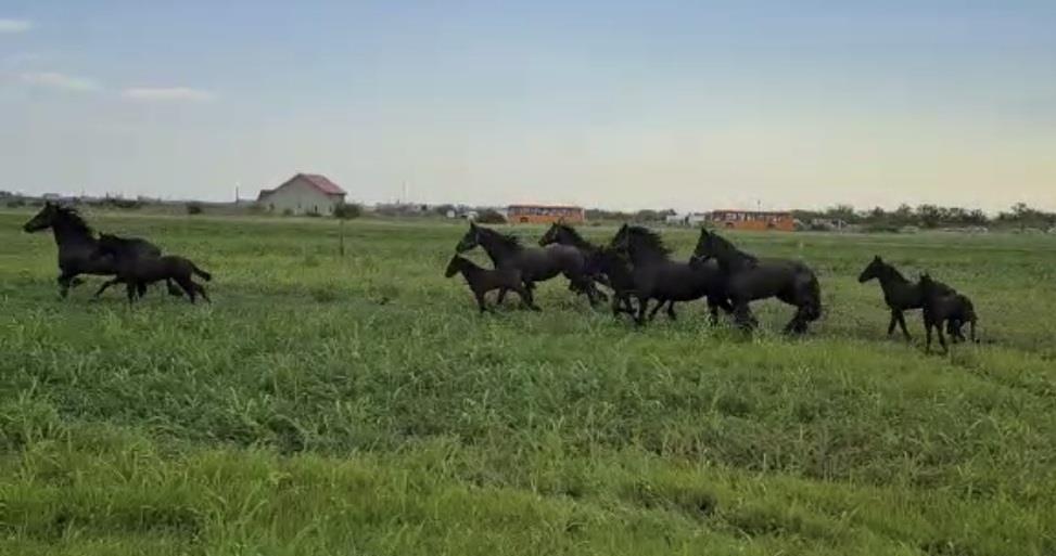 Friesian de vanzare ( Frizon)