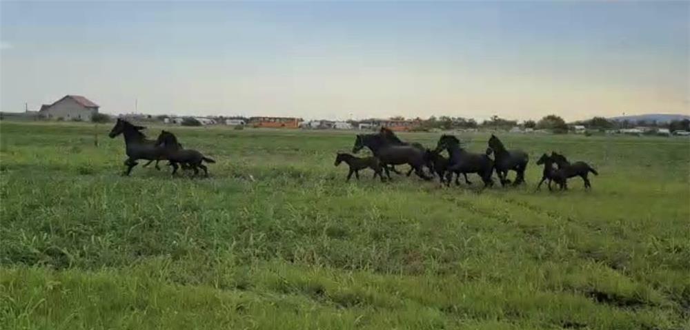 Friesian de vanzare ( Frizon)