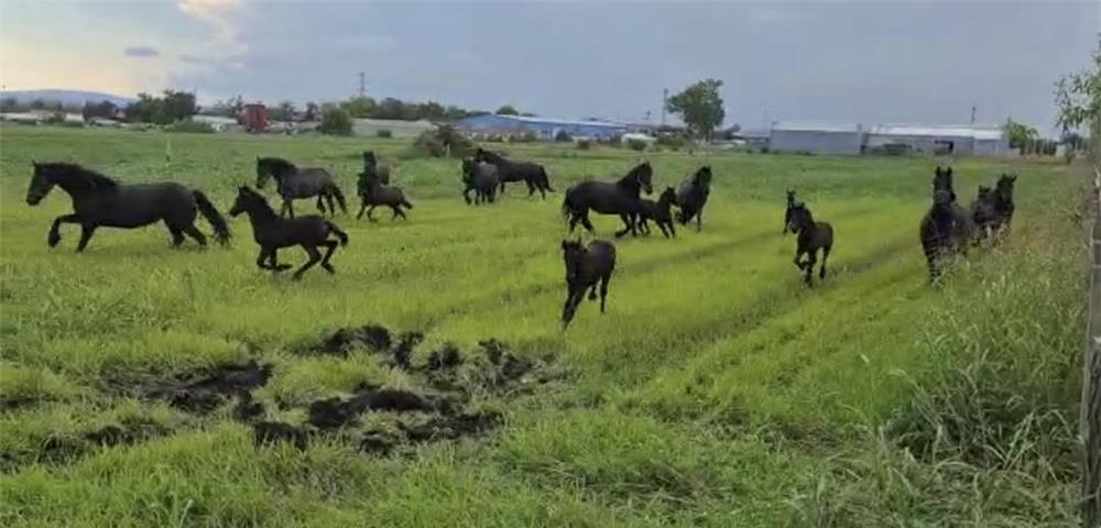 Friesian de vanzare ( Frizon)