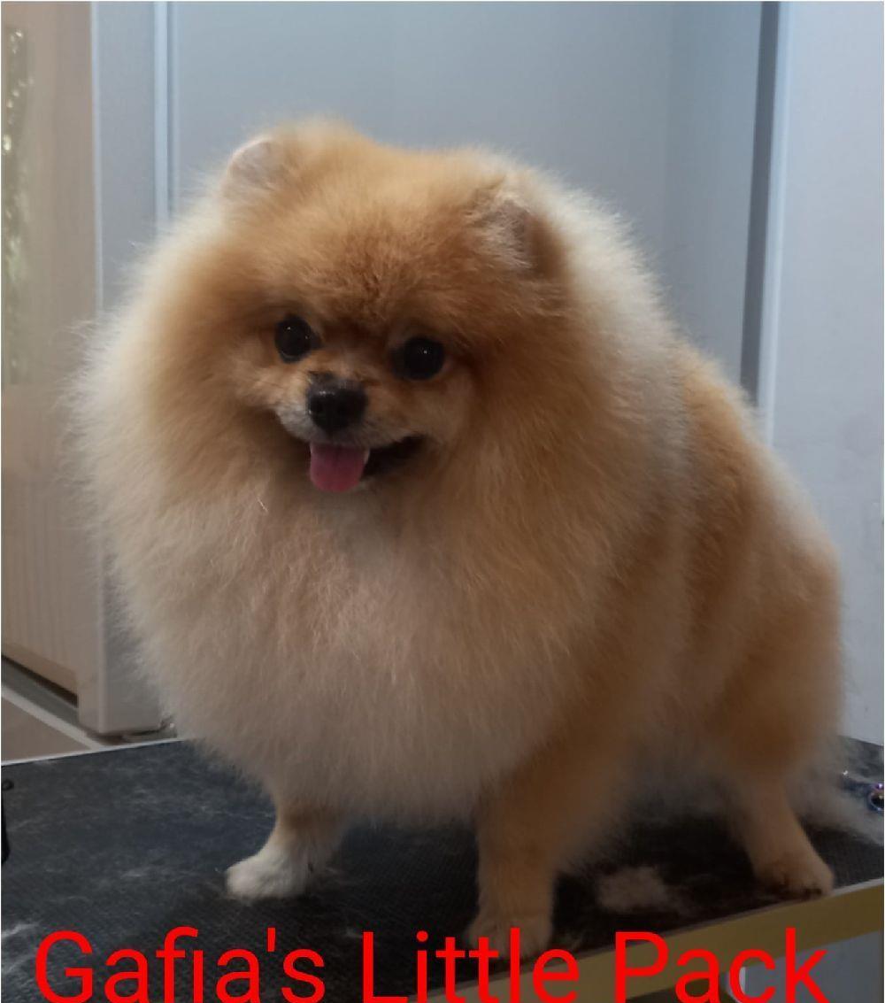Frizerie Canina Grooming Pomeranian