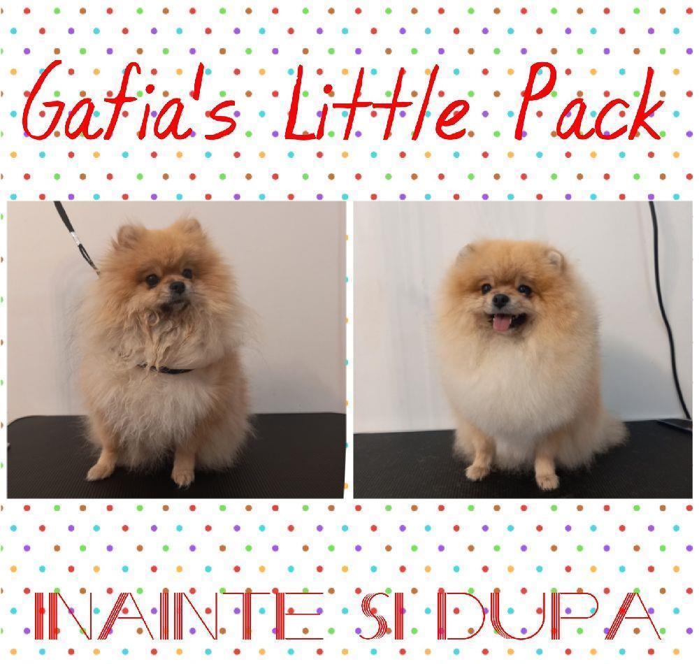 Frizerie Canina Grooming Pomeranian