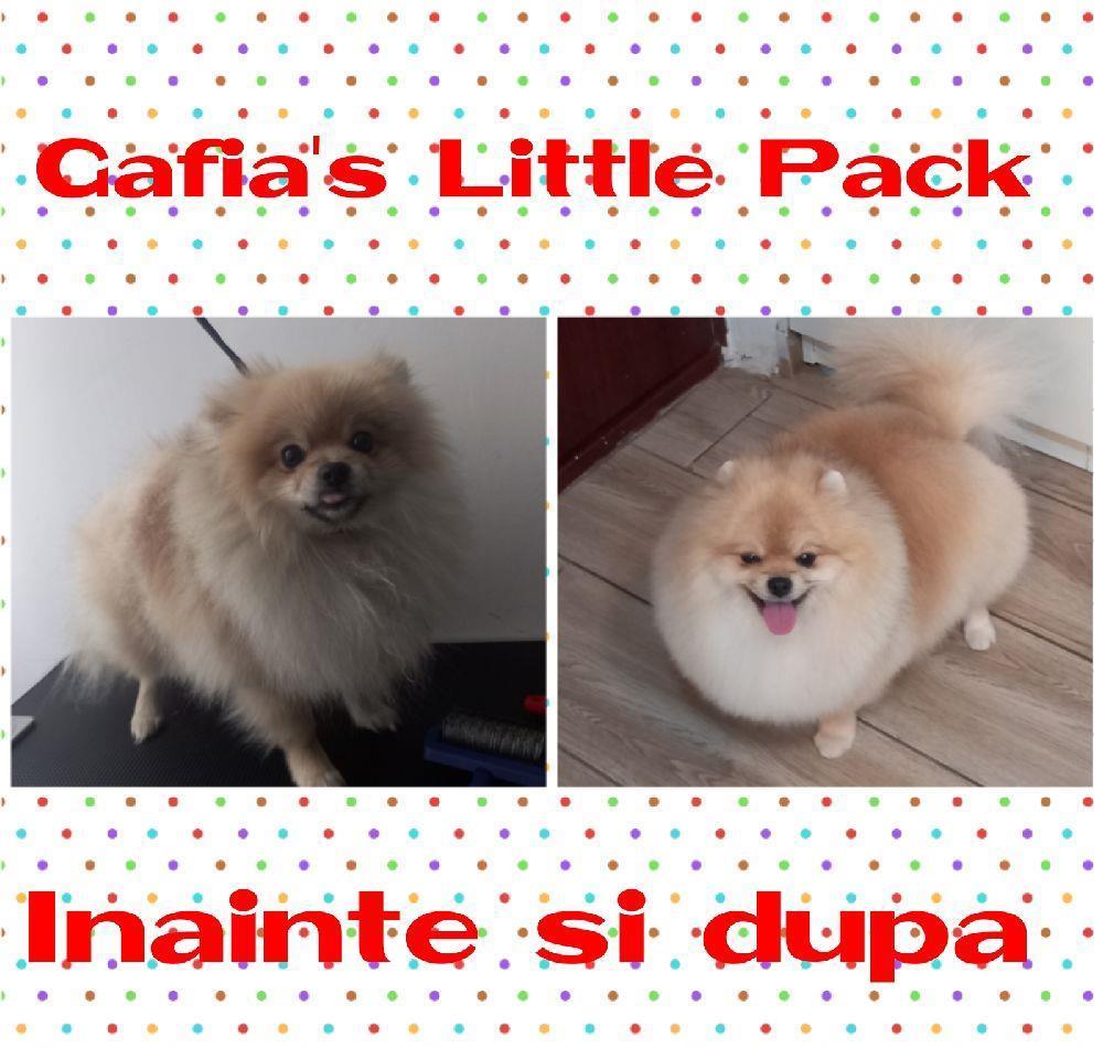 Frizerie Canina Grooming Pomeranian