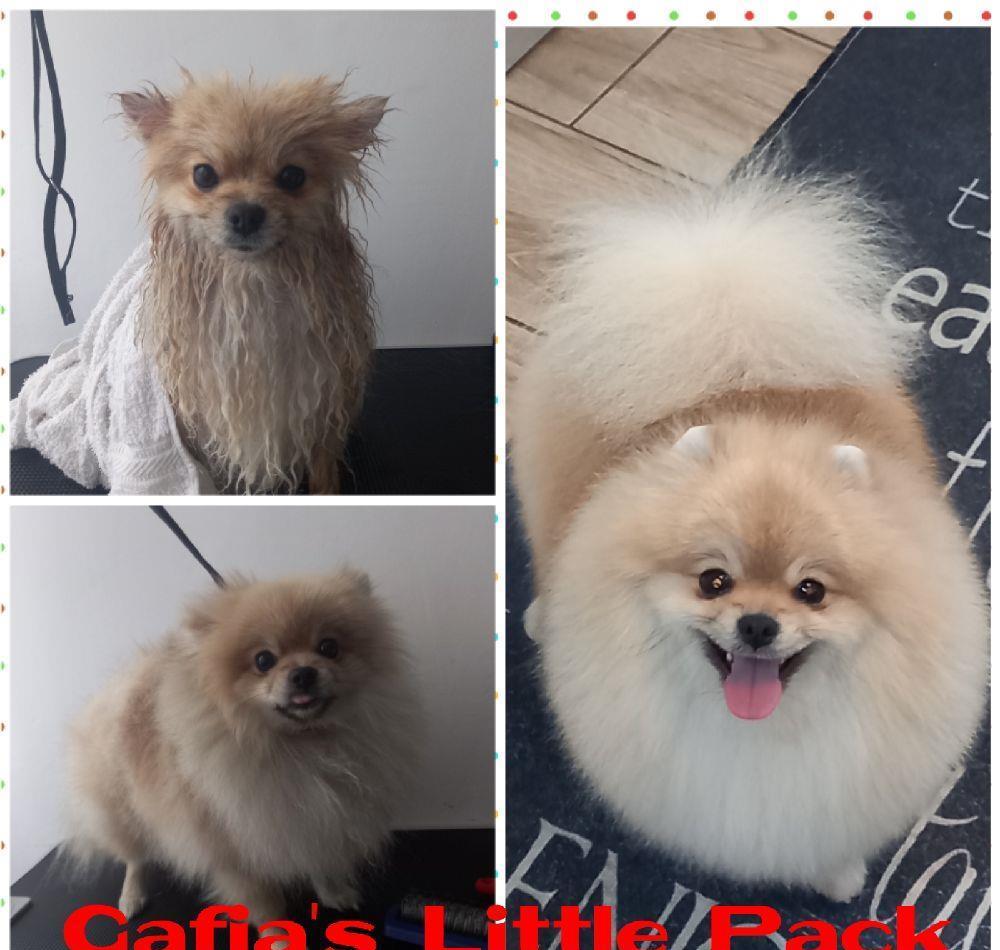 Frizerie Canina Grooming Pomeranian