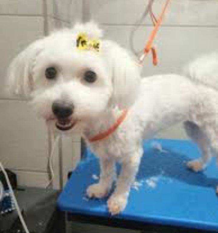 frizerie canina la domiciliu