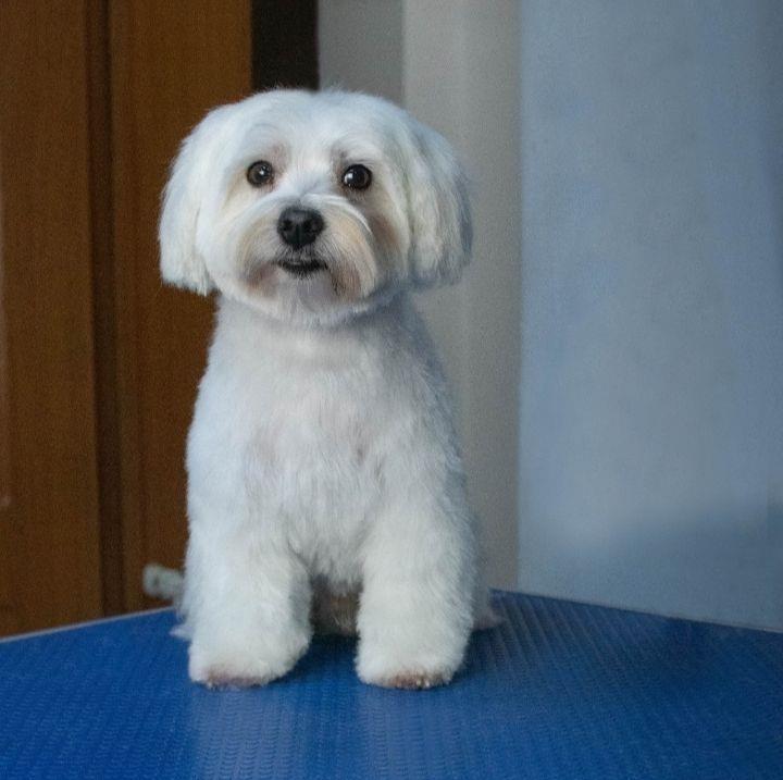 frizerie canina la domiciliu