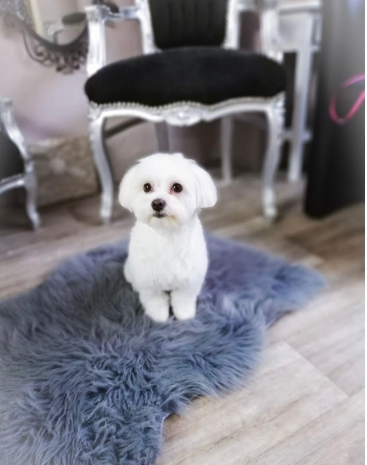 Frizerie canina mobila