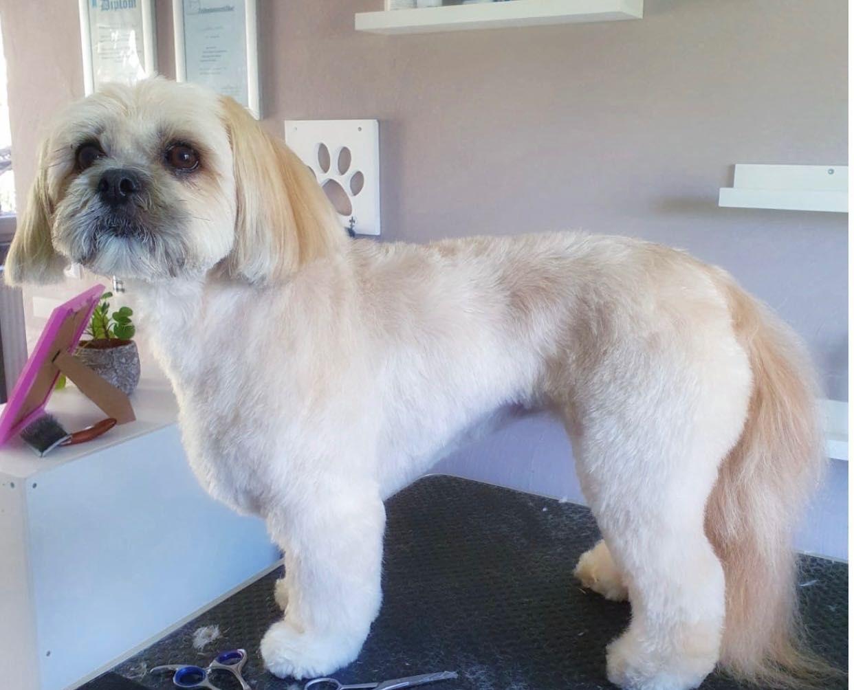 Frizerie canina mobila