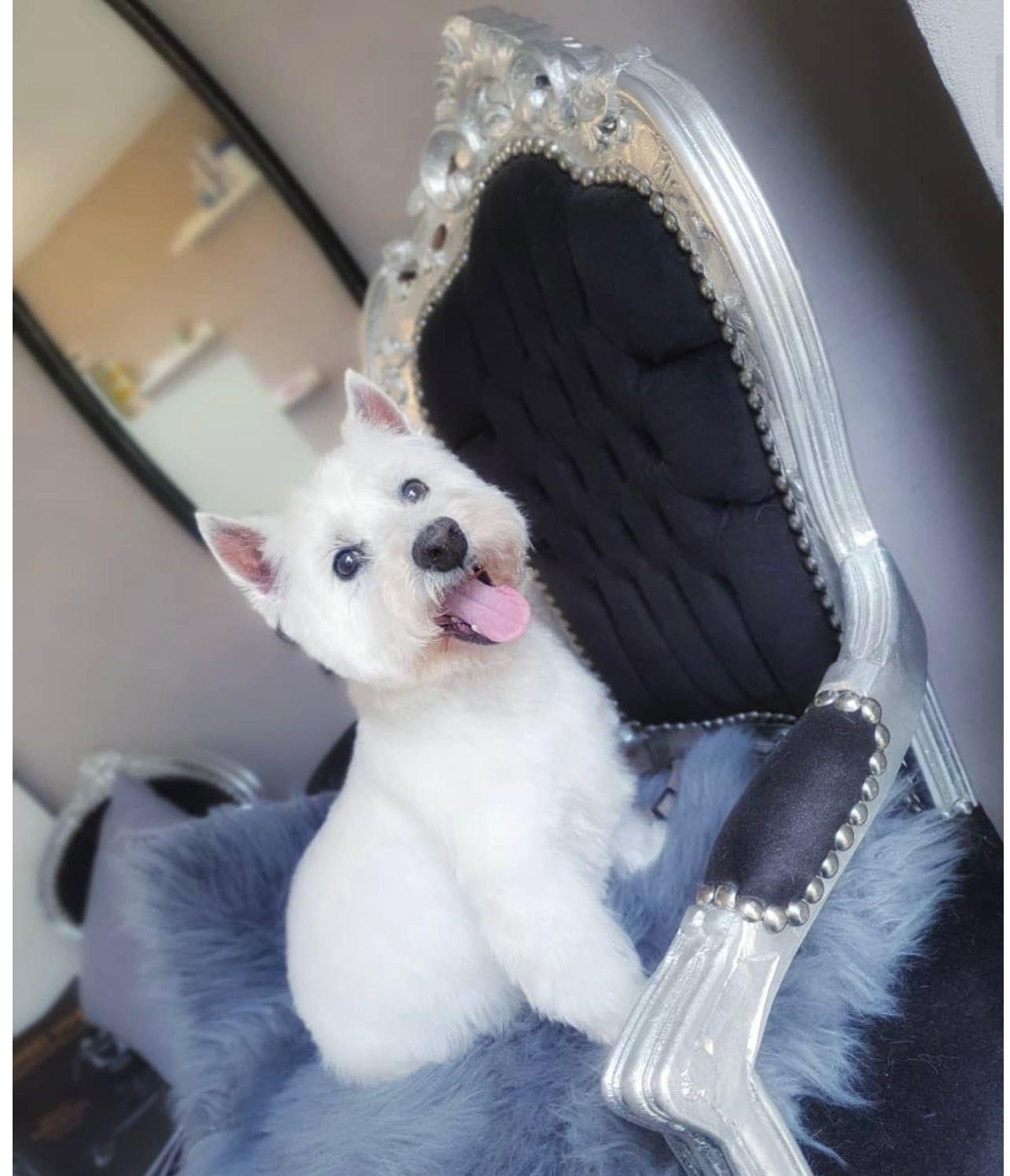 Frizerie canina mobila