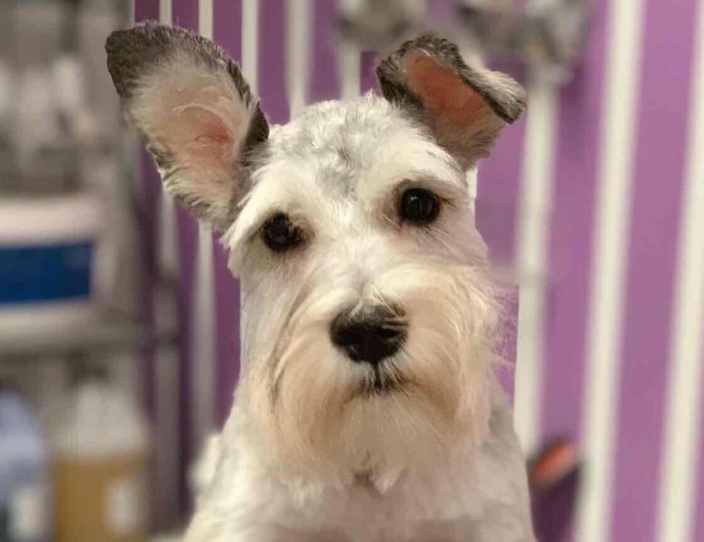 Frizerie canina si felina