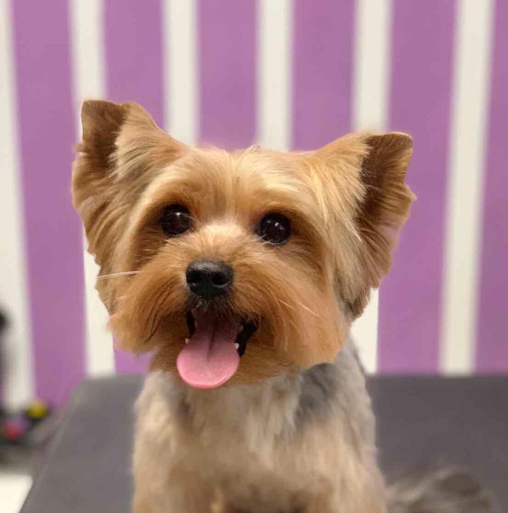 Frizerie canina si felina
