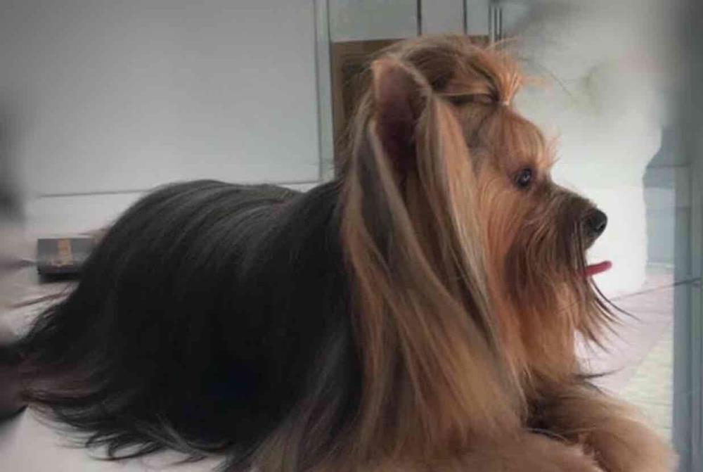 Frizerie canina si felina