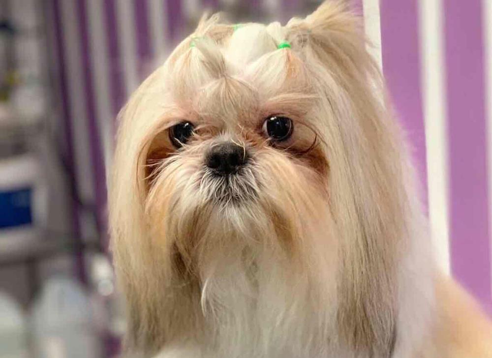 Frizerie canina si felina
