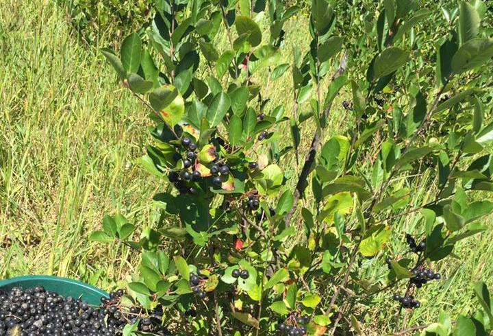 Fructe  si preparate ARONIA Eco -
