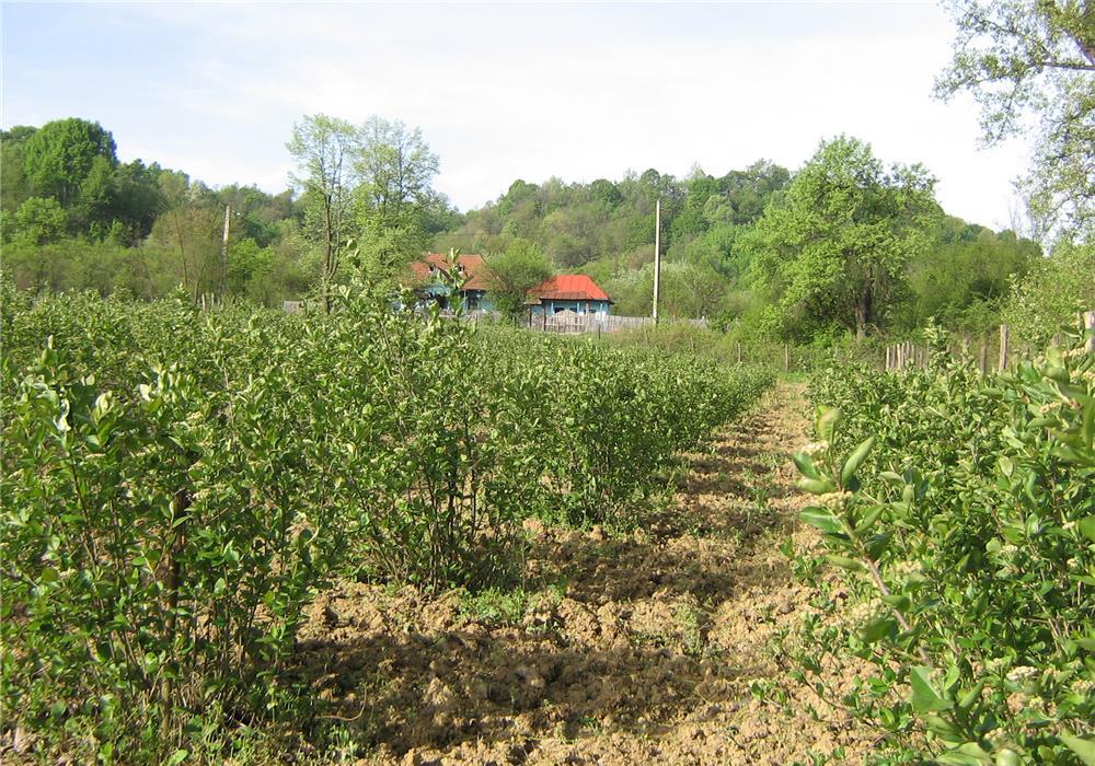 Fructe  si preparate ARONIA Eco -