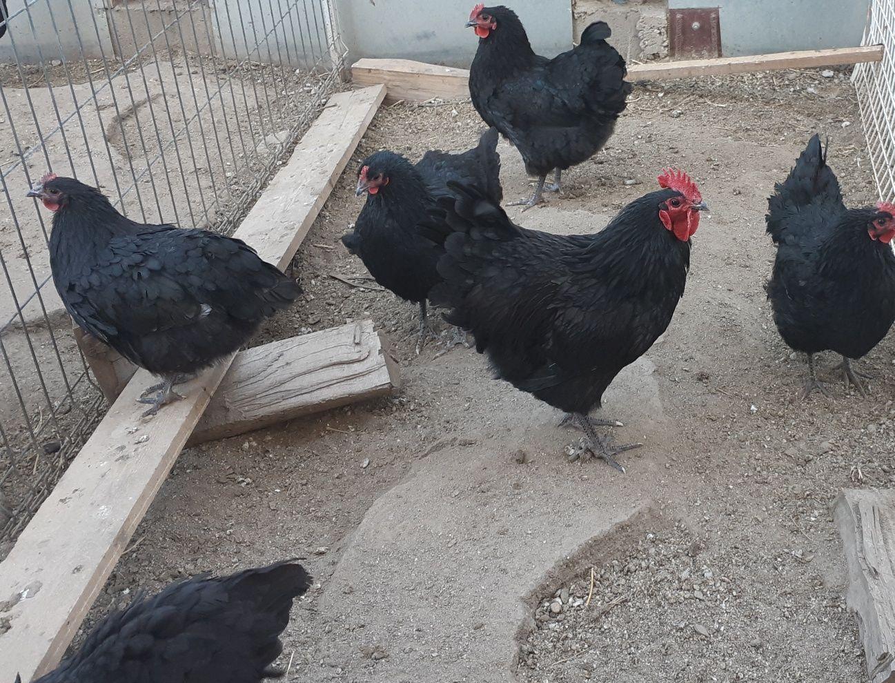 Gaini si cocos Australorp 2+1