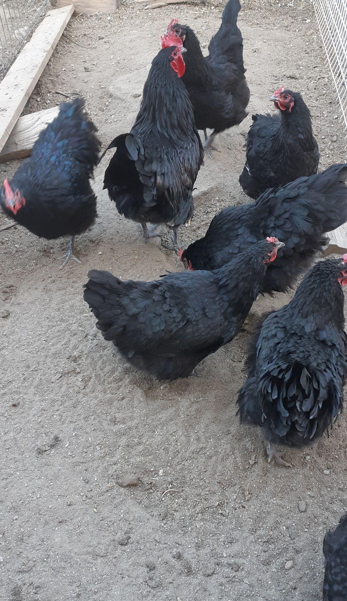Gaini si cocos Australorp 2+1
