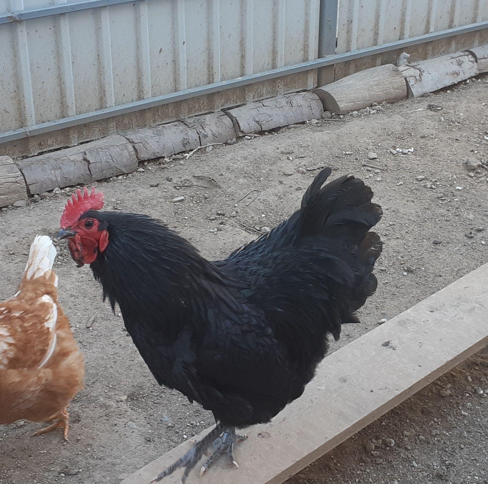 Gaini si cocos Australorp 2+1