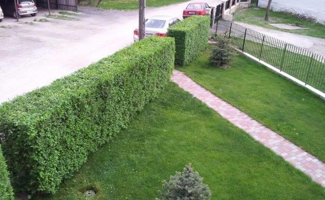 Gard viu permanent verde ligustrum, lemn cainesc (verde iarna )
