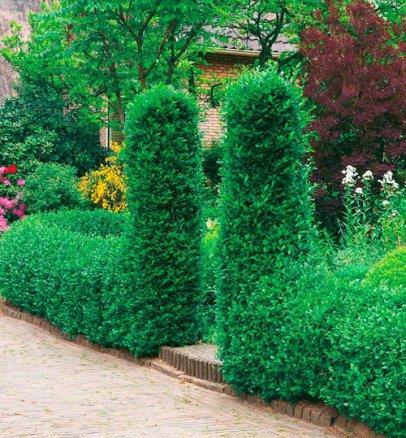Gard viu permanent verde ligustrum, lemn cainesc (verde iarna )