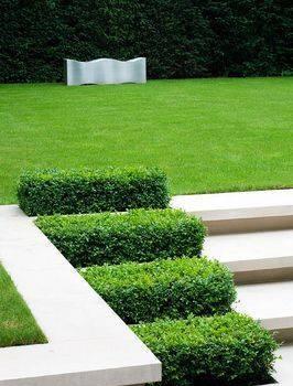 Gard viu permanent verde ligustrum, lemn cainesc (verde iarna )