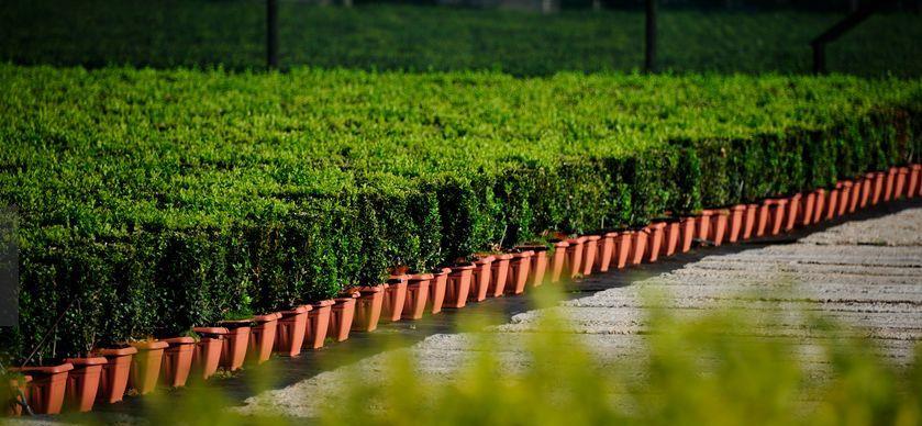Gard viu,carpen,fag,lemn cainesc,buxus,ulm-10+5 gratis
