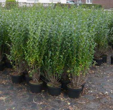 Gard viu,carpen,fag,lemn cainesc,buxus,ulm-10+5 gratis