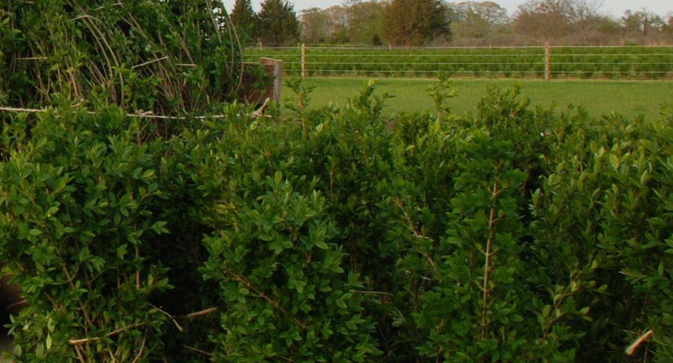 Gard viu,carpen,fag,lemn cainesc,buxus,ulm-10+5 gratis