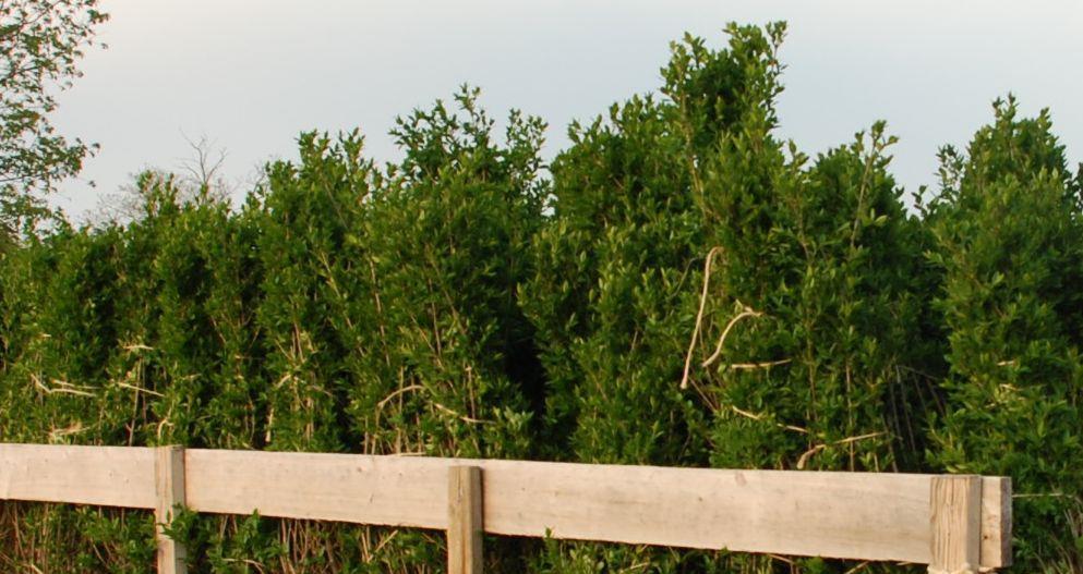Gard viu,carpen,fag,lemn cainesc,buxus,ulm-10+5 gratis