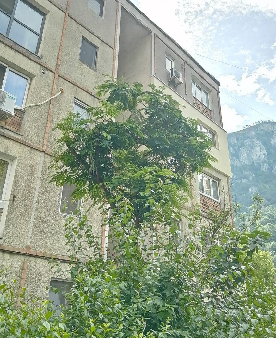 Garsoniera Herculane