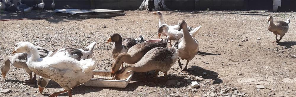 Gâște de anul ăsta