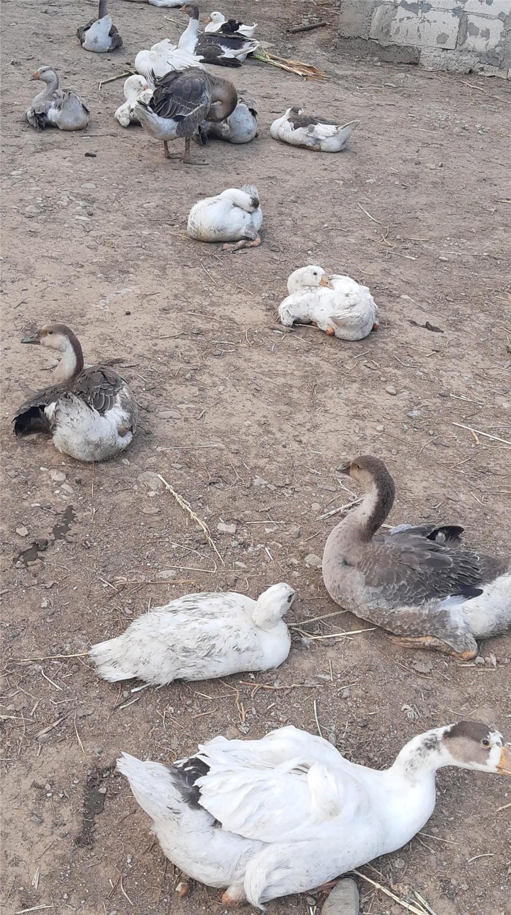 Gâște de anul ăsta