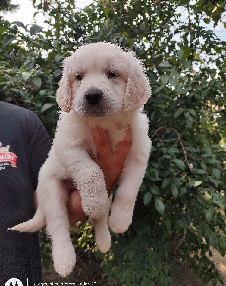 Golden Retriever