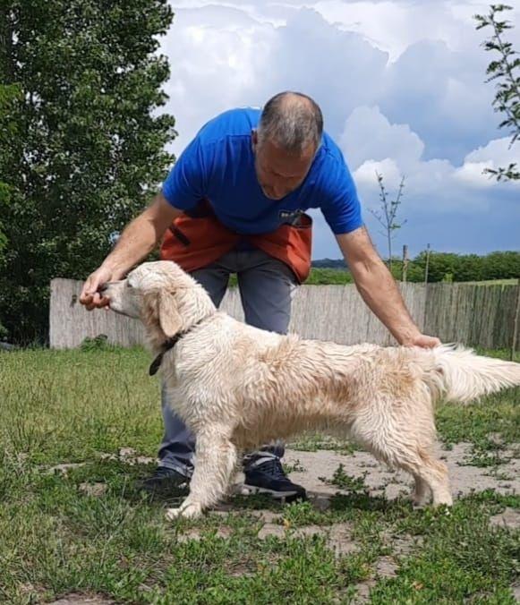 golden retriever
