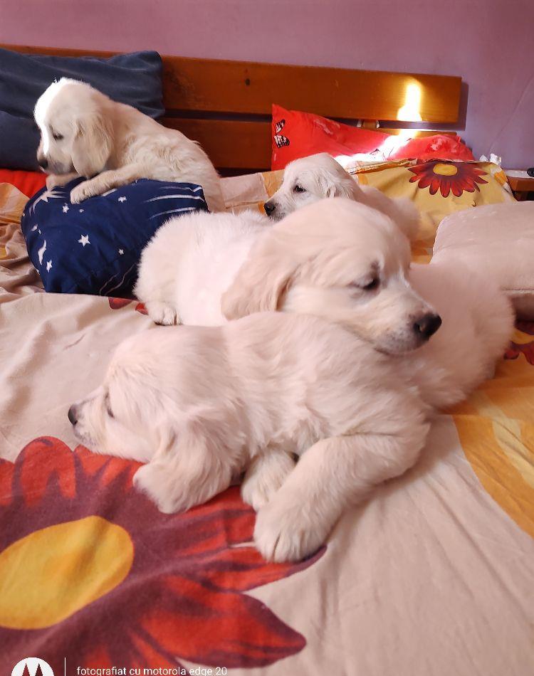 golden retriever