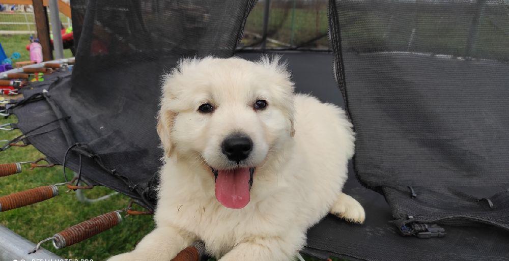 Golden retriever auriu