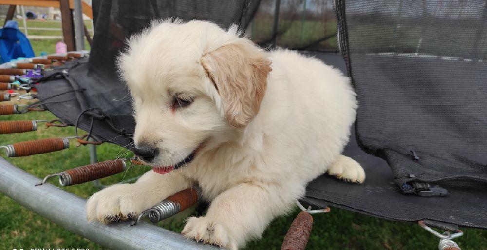 Golden retriever auriu