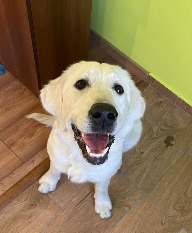 Golden Retriever cu pedigree