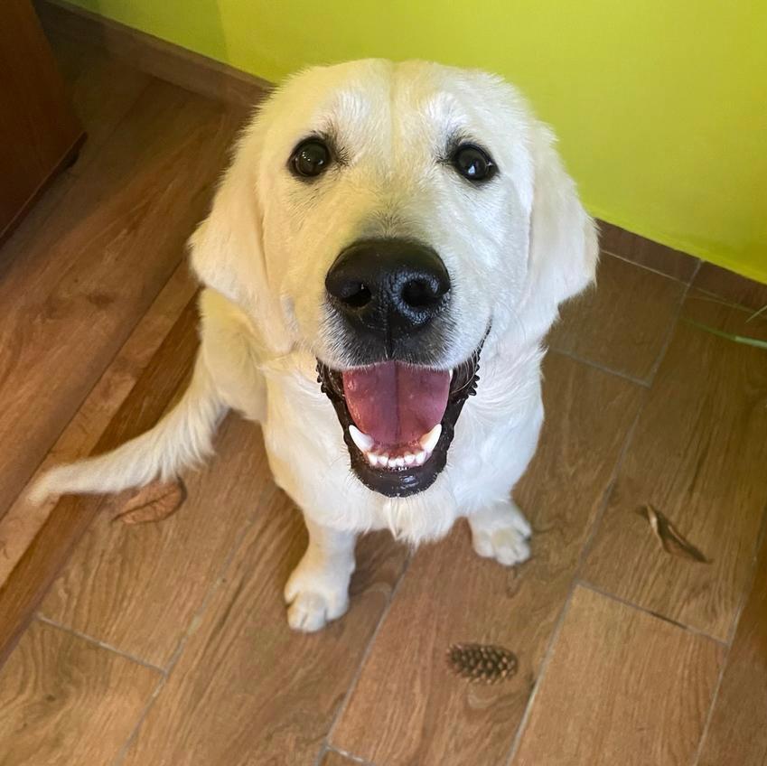 Golden Retriever cu pedigree