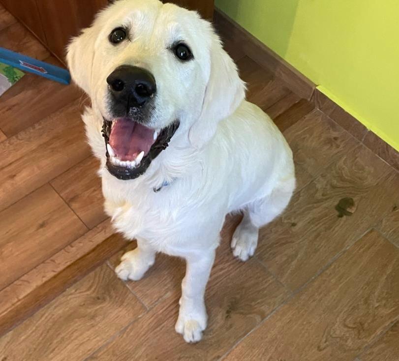 Golden Retriever cu pedigree